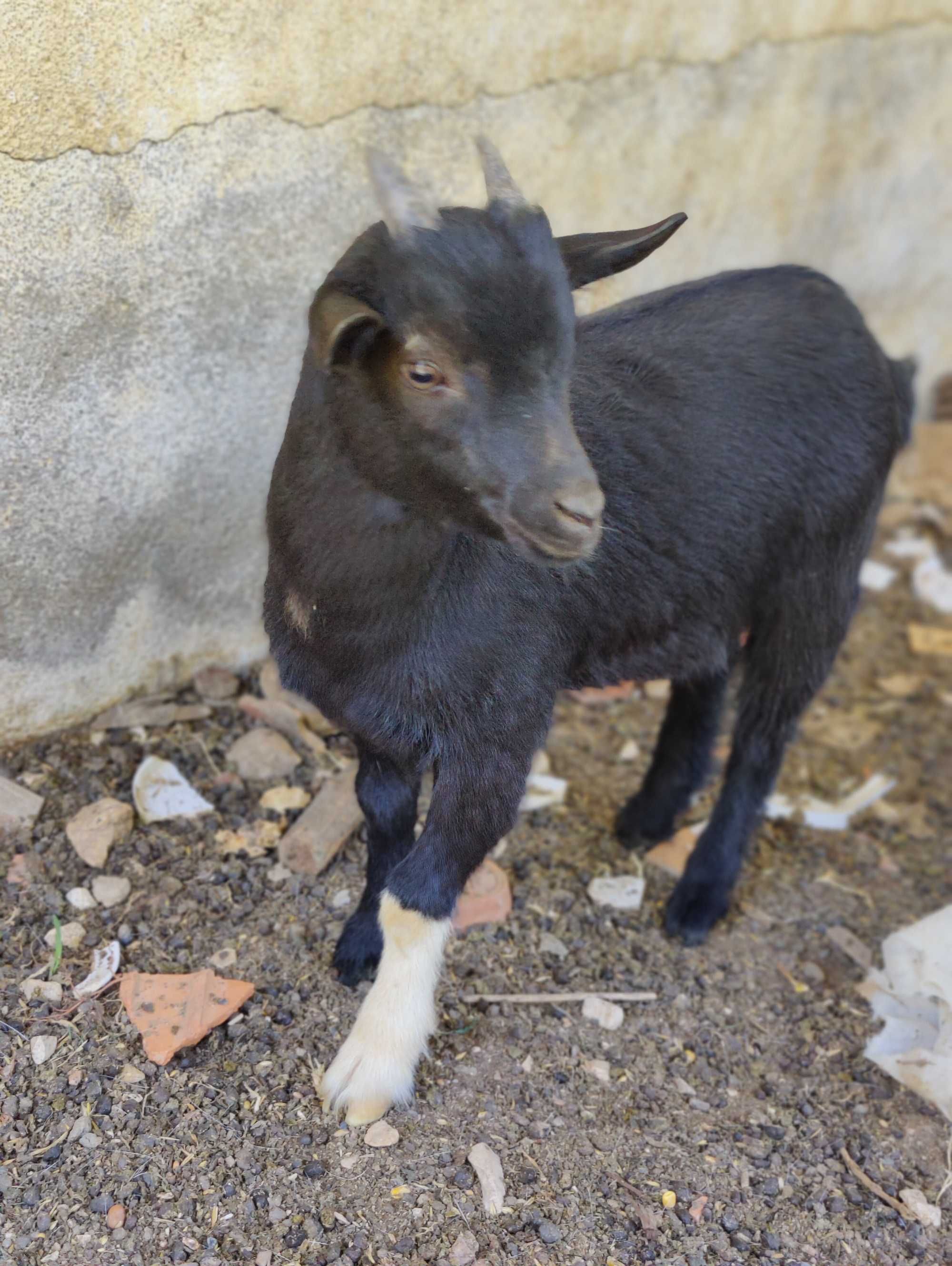 Cabrito anão macho 3 meses