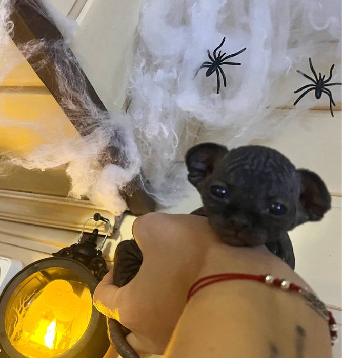 Кошеня канадського сфінкса