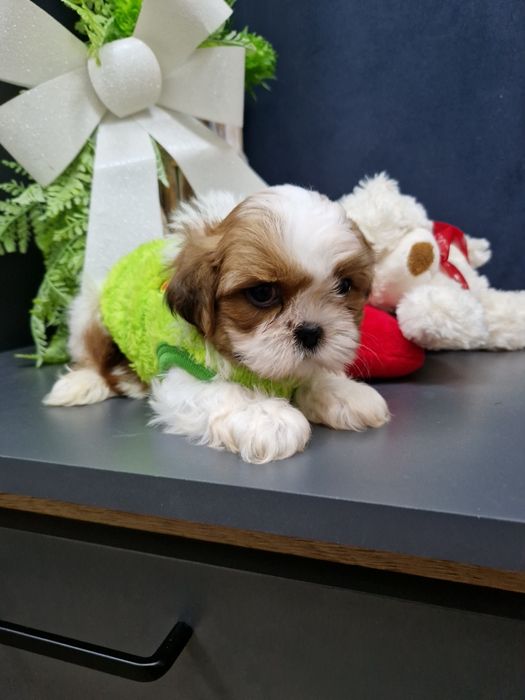 Shih-tzu miniaturka 2xszczepienia legowisko iwyprawka