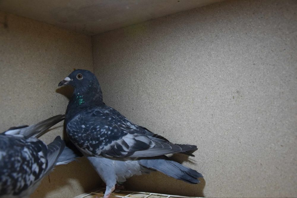 Gołębie młode linia Mustang