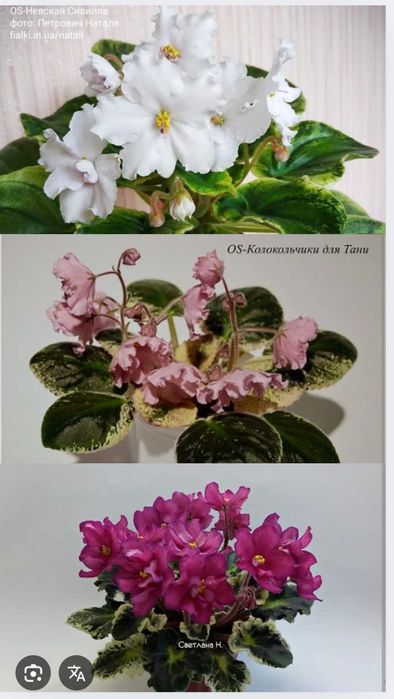 Сортові фіалки, сенполія, вкоріненні листочки