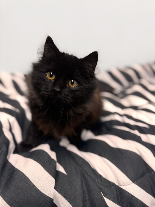 Бруно шукає родину