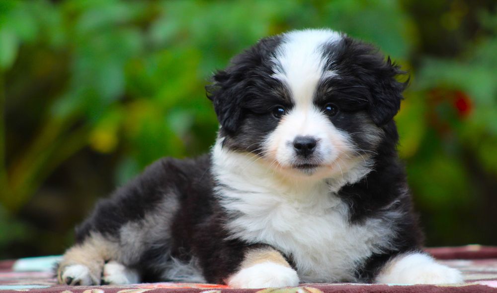 Miniaturowy owczarek amerykański mini aussie MAS