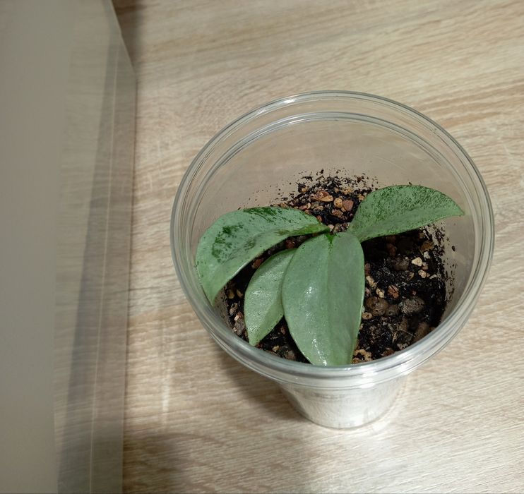 Hoya hoja Hoya carnosa Nova Ghost, ukorzeniona i rosnąca