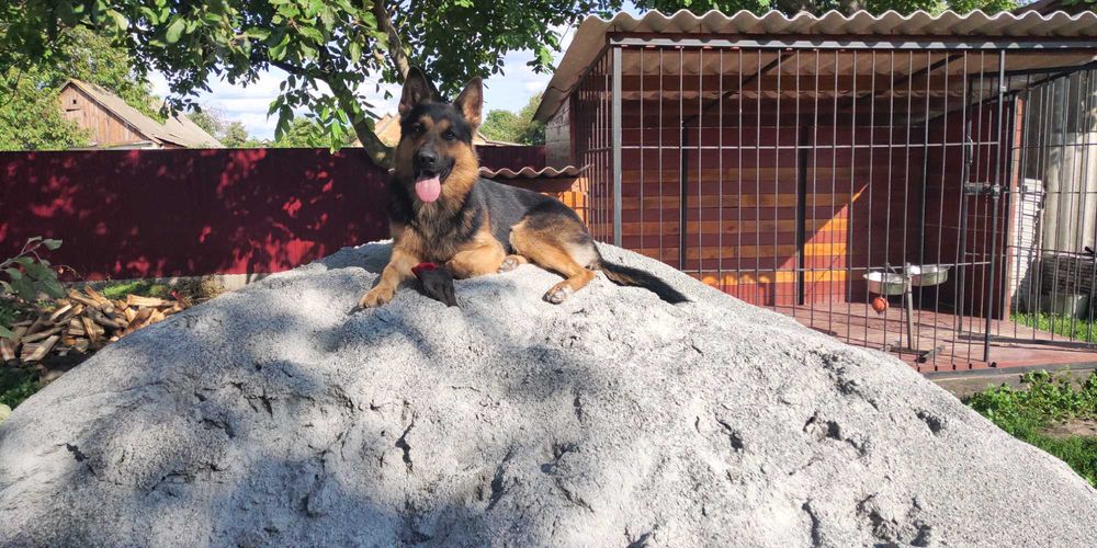 В'язка. Німецька вівчарка. Кобель