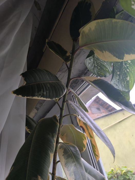 Продам фикус каучуконосный