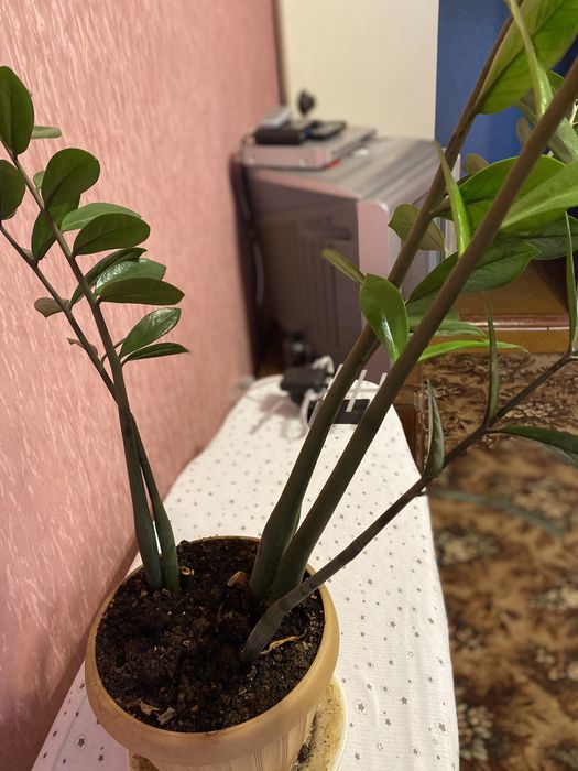 Замиокулькас (Долларовое дерево)