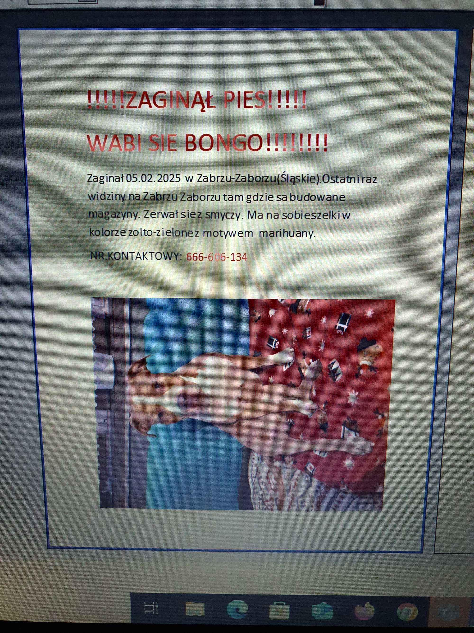Zaginął pies Amstaff