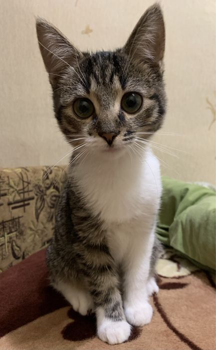 Котик 4 місяці, хлопчик, котеня