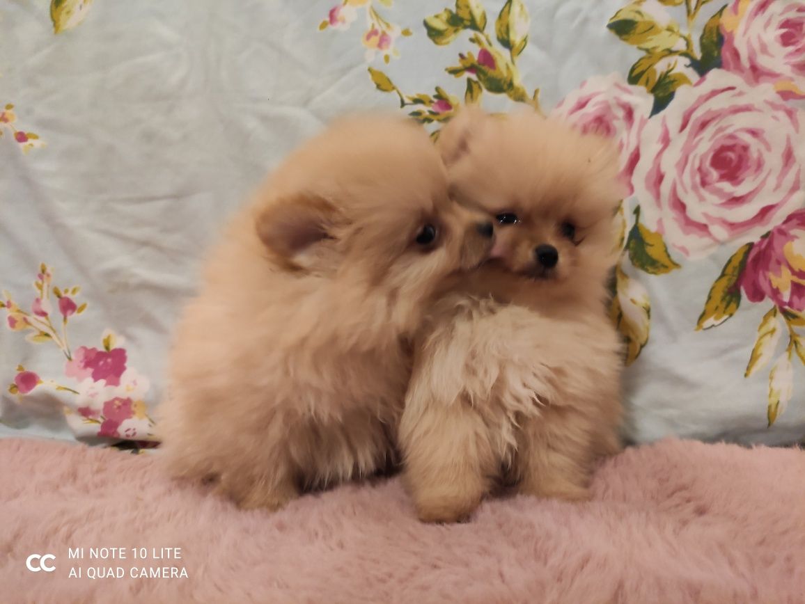 Szpic miniaturowy pomeranian suczki ZKwP FCI