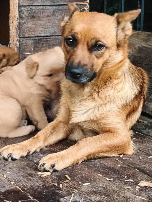 Mały bystry szczeniak, Maksio