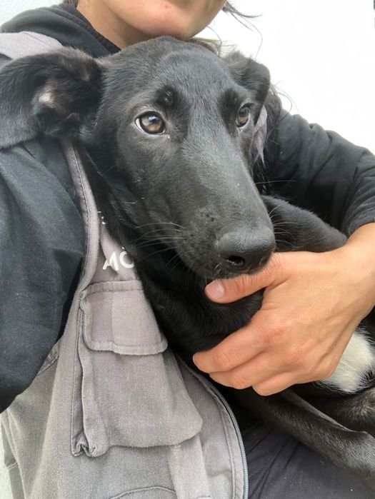 Eça - cachorro para adoção de porte medio
