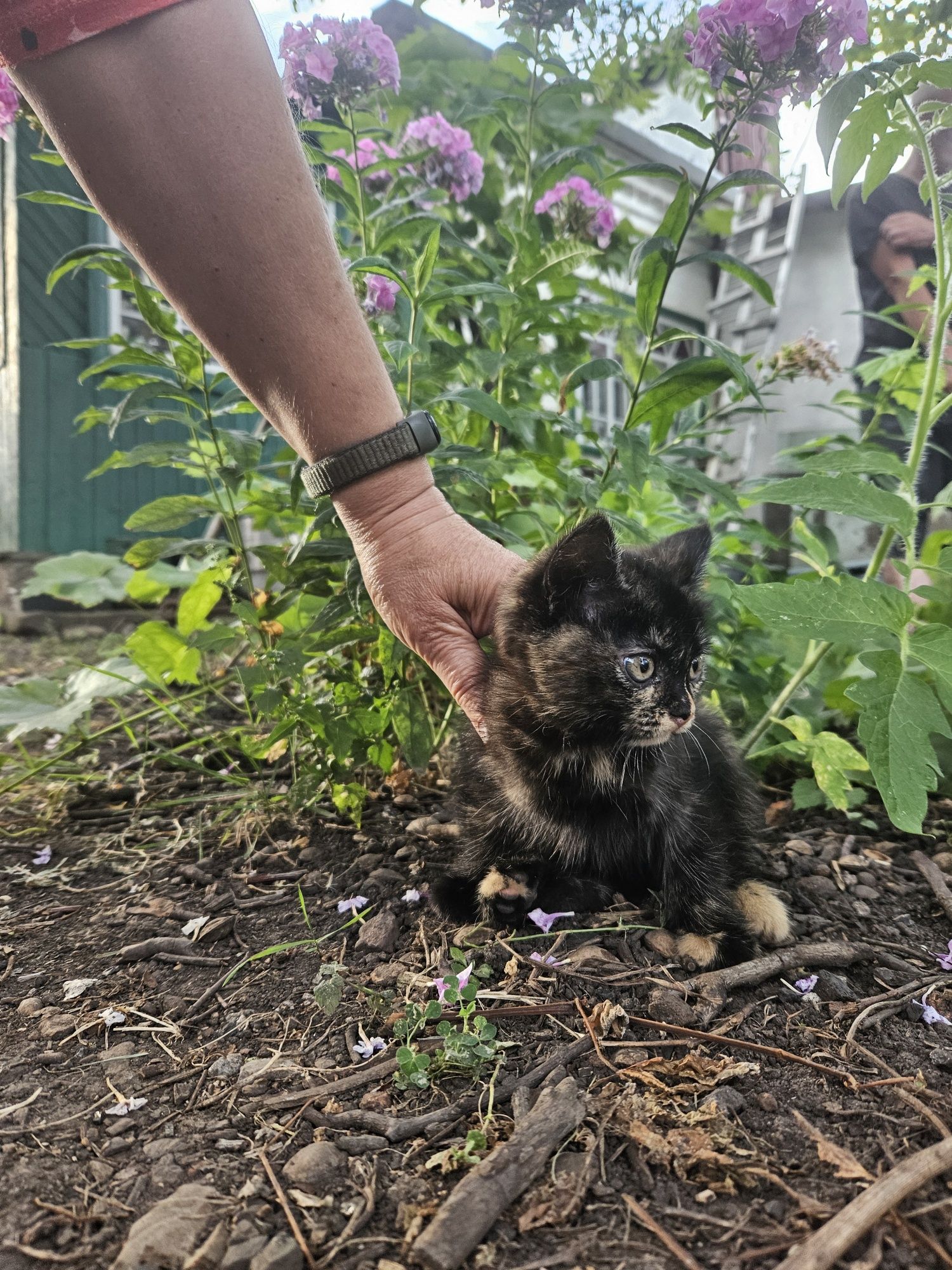 Кошеня дівчинка 3 міс.