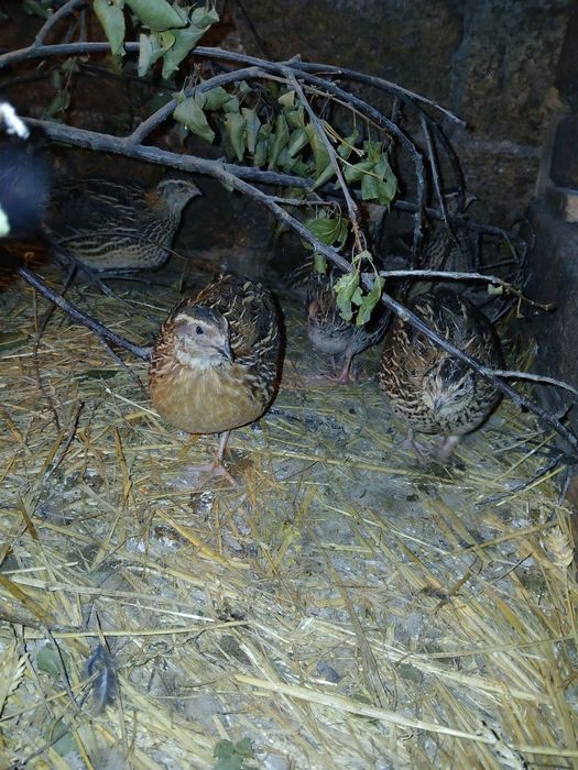 Інкубаційне яйце перепілки породи  Фараон