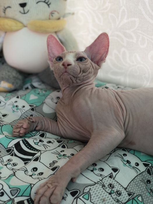 Котенок девочка сфинкс!