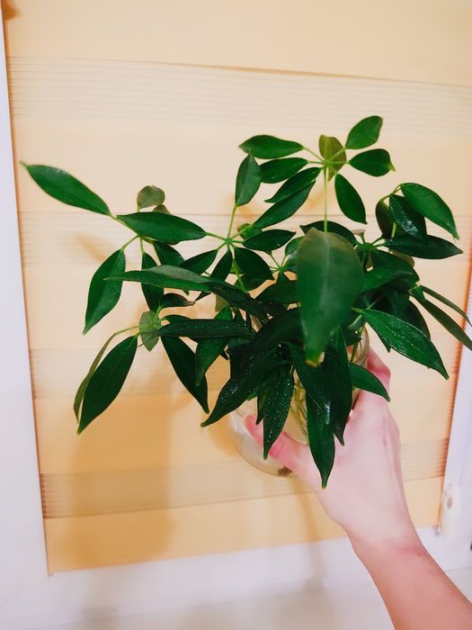 Шефлера , шеффлера