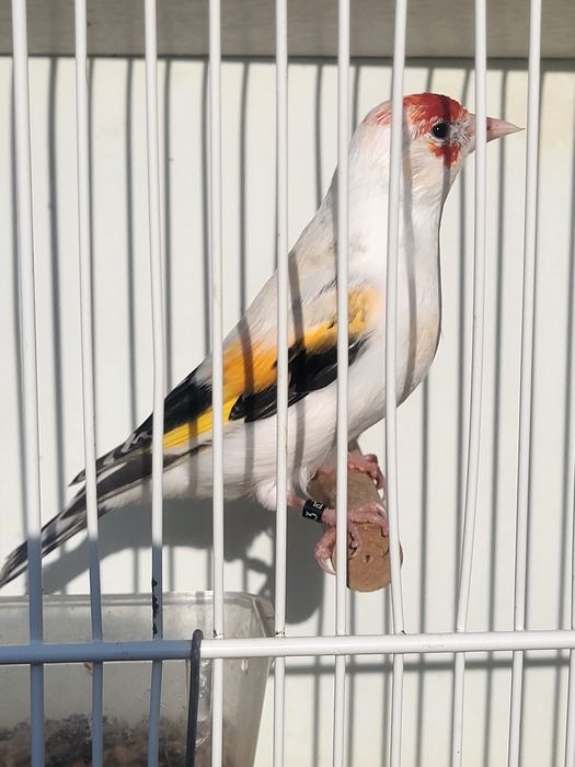 Szczyieł   major bond