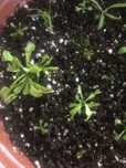 Planta Carnívora em vaso