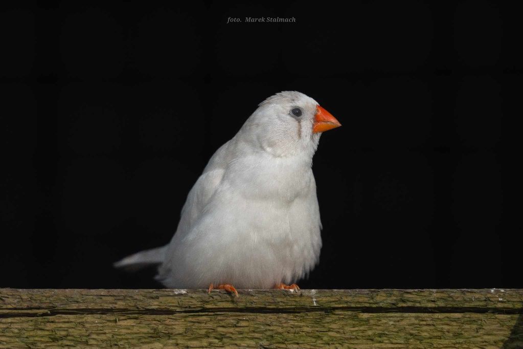 Zeberki-Amadyny Chorzów