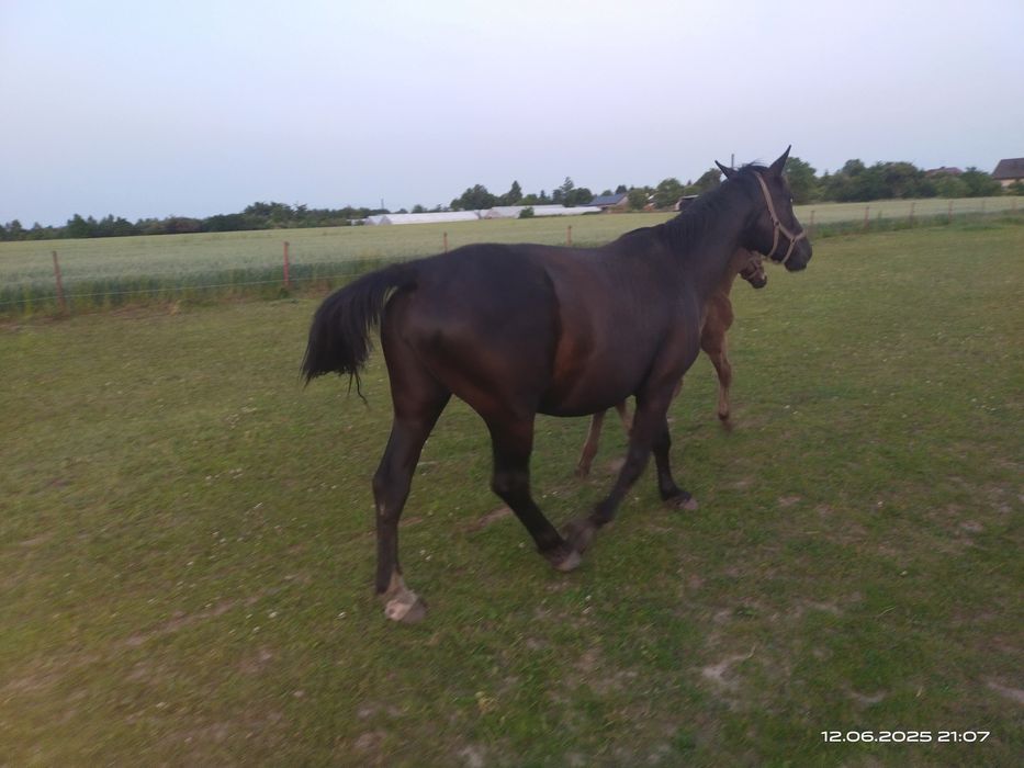 Klacz slaska ze zrebakiem