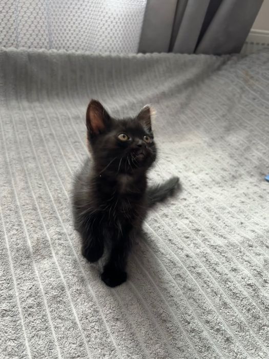 Кошенята безплатно