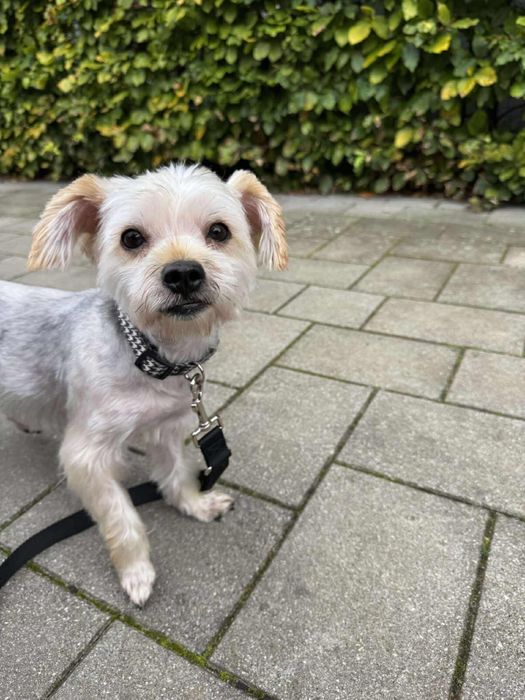 Uroczy Franio w typie Yorka szuka domku