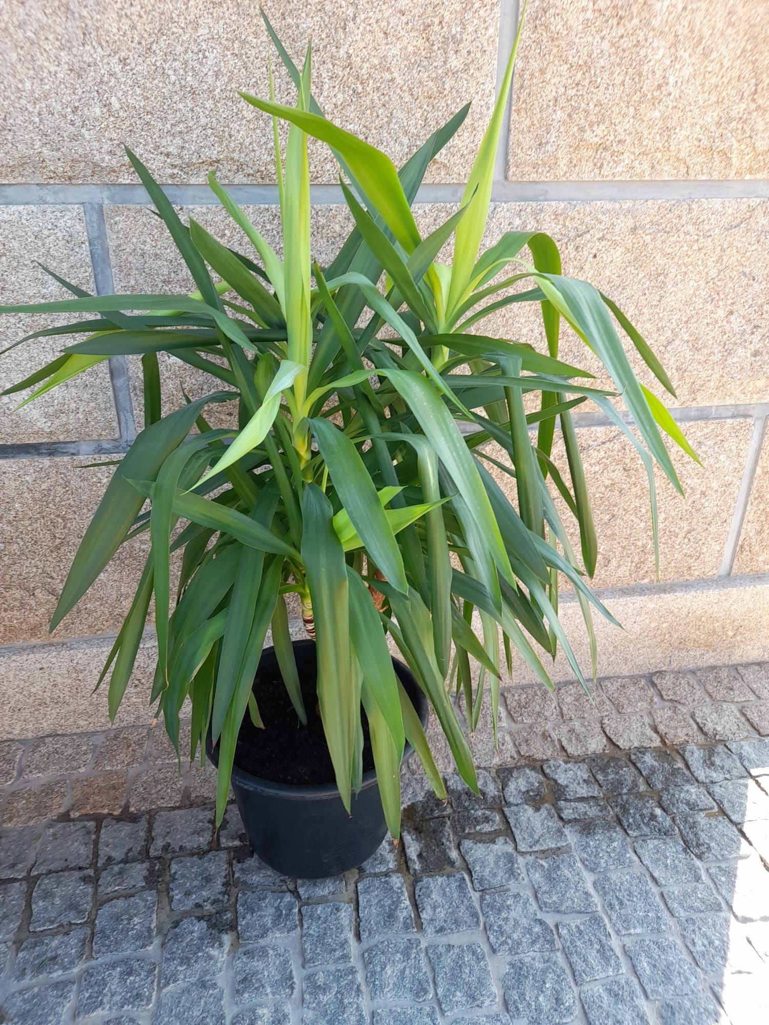 Plantas tipo fiteira