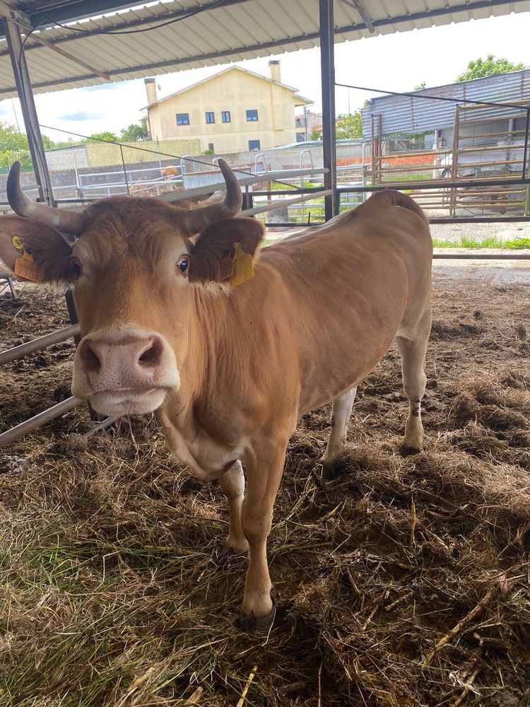 Vaca Limousine Pura prenha de 5 meses