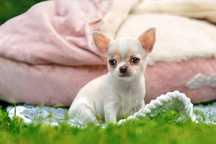 Chihuahua krótkowłosa