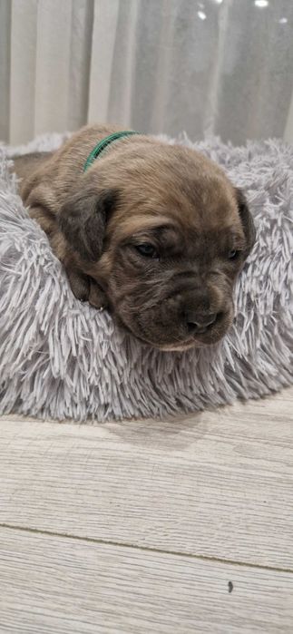 Cane corso piesek rodowodowy