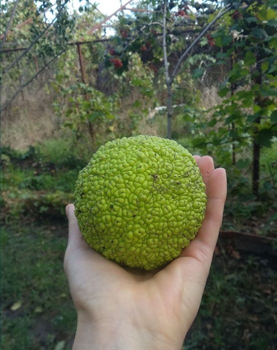 Адамовое Яблоко"Маклюра"