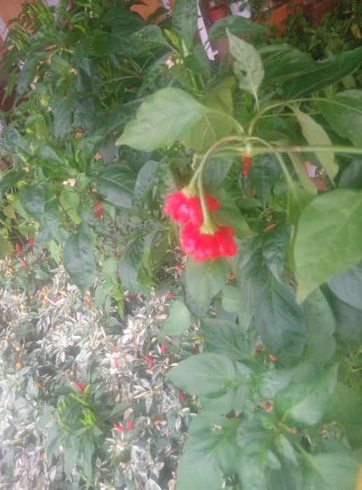 Семена острого комнатного декоративного перца.