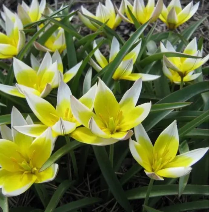 Насіння квітів багаторічних