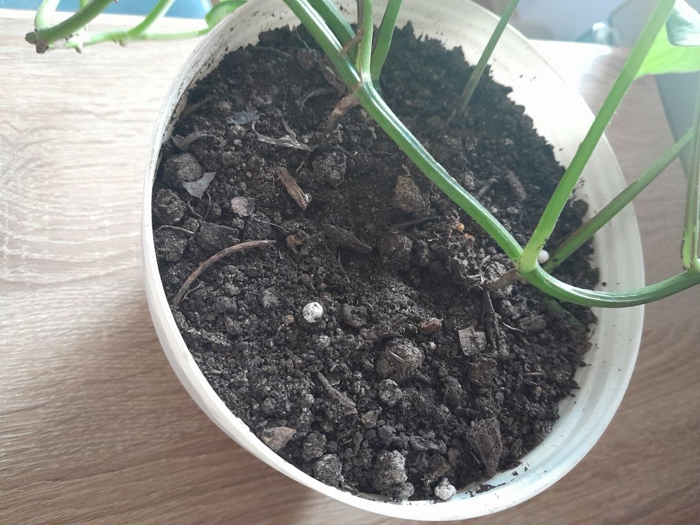 Sprzedam roślinę doniczkową