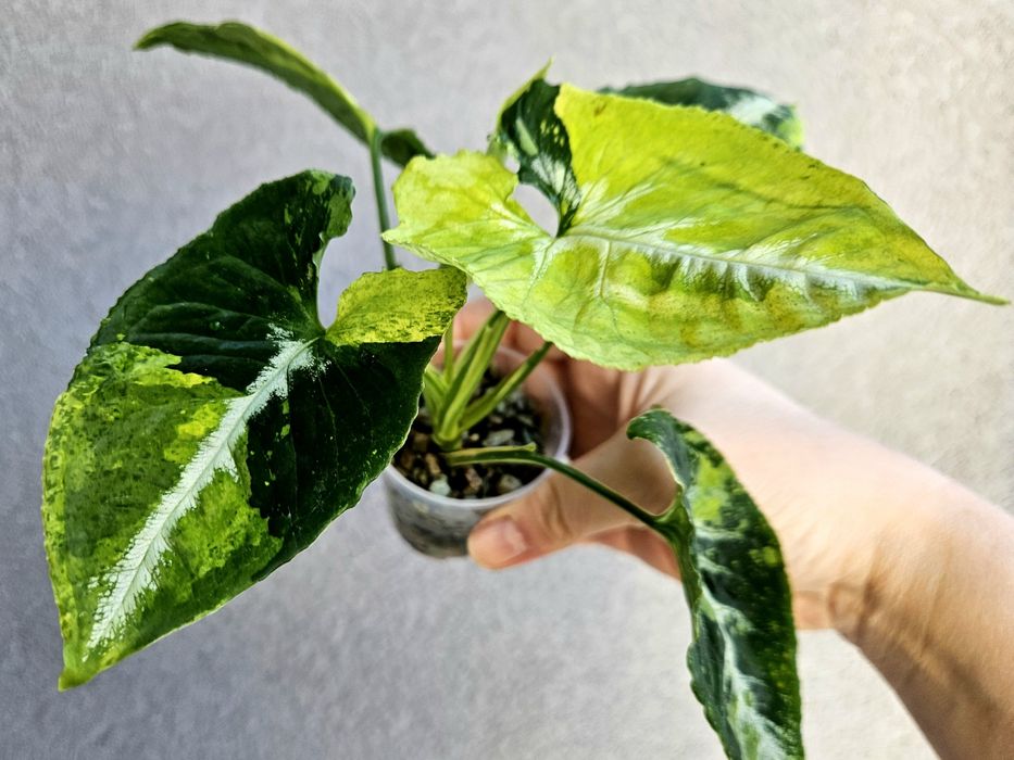 Syngonium scrambled eggs piękne wybarwienie mint w hydroponice