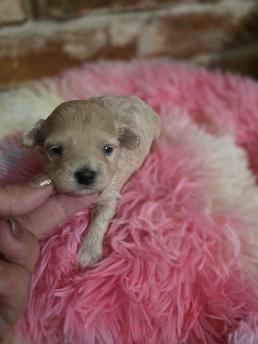 Maltipoo f1 piesek  do rezerwacji!!!