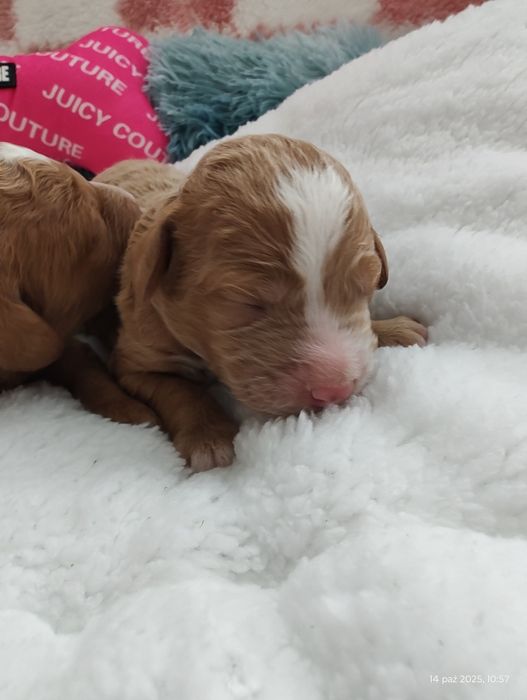 Mini Goldendoodle F1b Chłopczyk