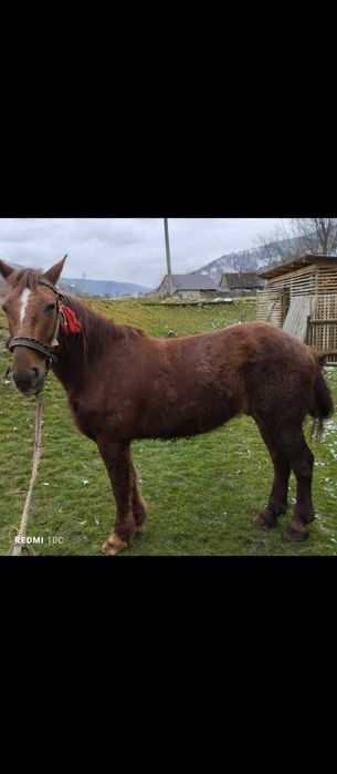 Продам коня 45 тисяч