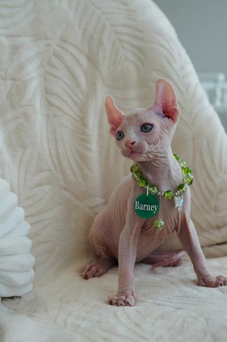 Барні хлопчик породи Ельф