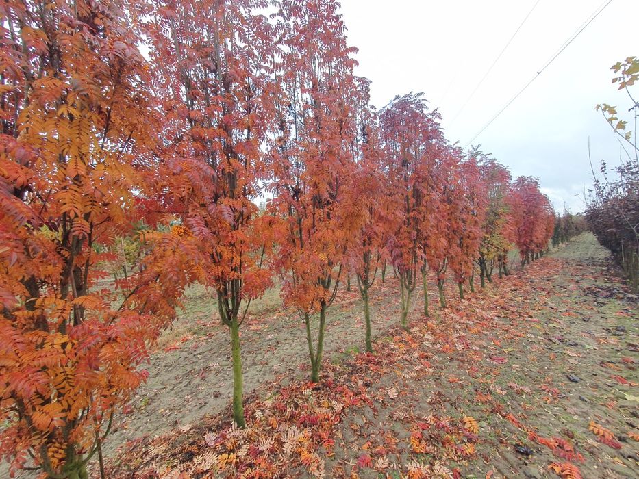 Lipa drobnolistna od 10 do 25cm obwodu