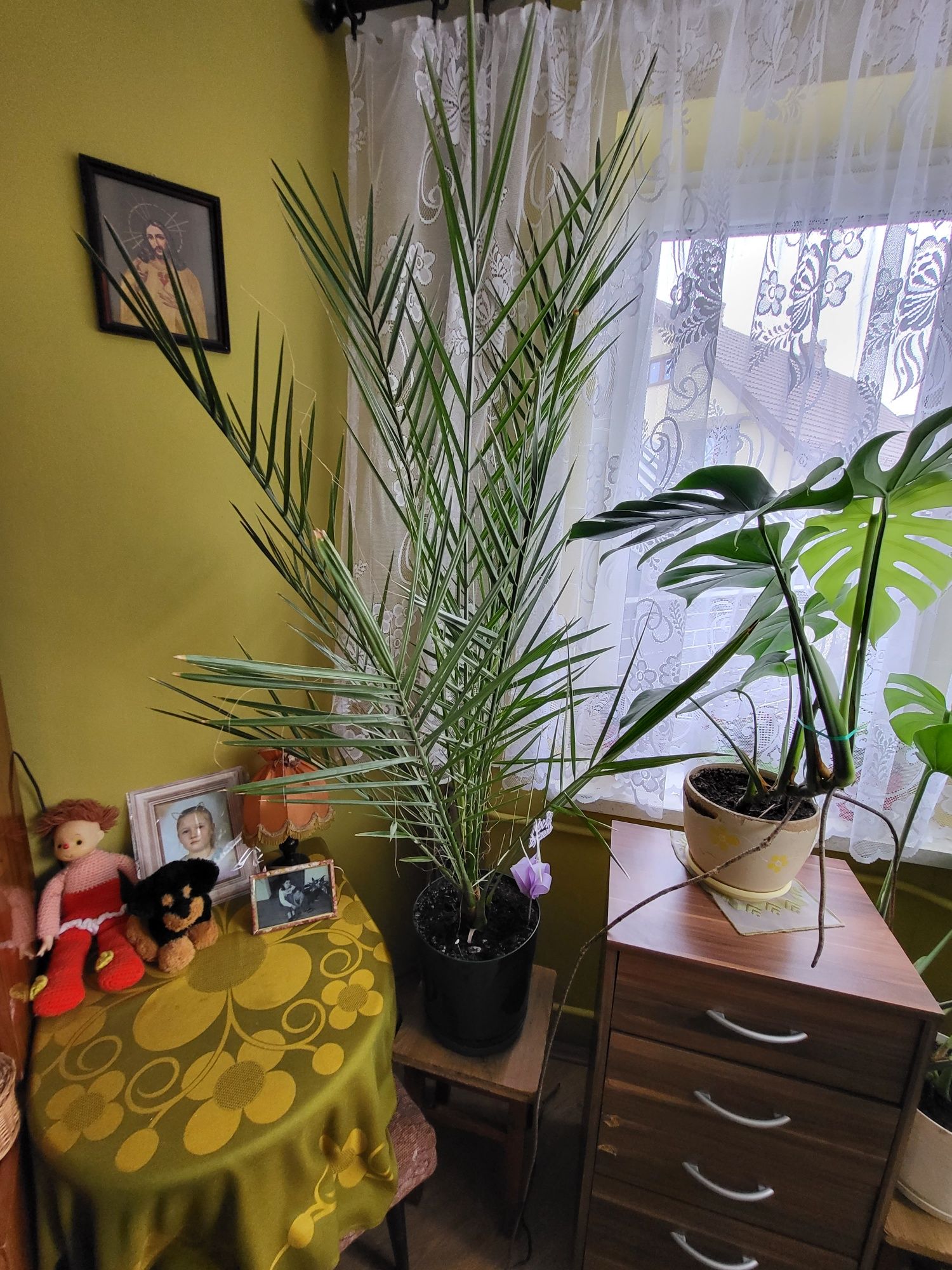 Sprzedam monstera dracena  Palma Szaflara aloes