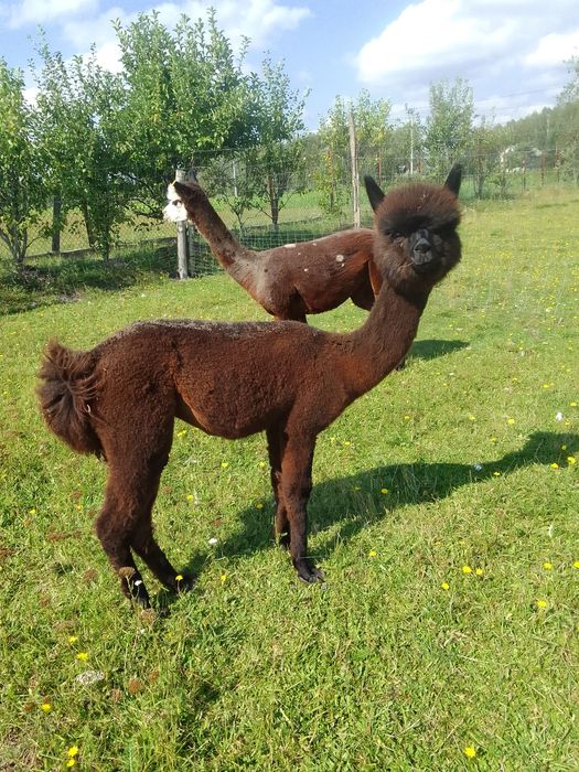 Alpaka samiczka młoda 1r 8m