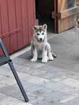 Alaskan Malamute Suczka FCI Metryka,Rodowód