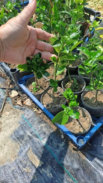 Міскантус Тамарікс Бересклет Туя на штамбі Кипарисовик лавсона Верба к