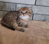 Очень красивый котик