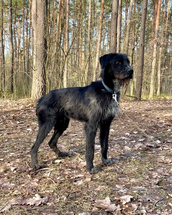 DZIK - Radosny, szybki, zakochany w ruchu – czeka na Ciebie!