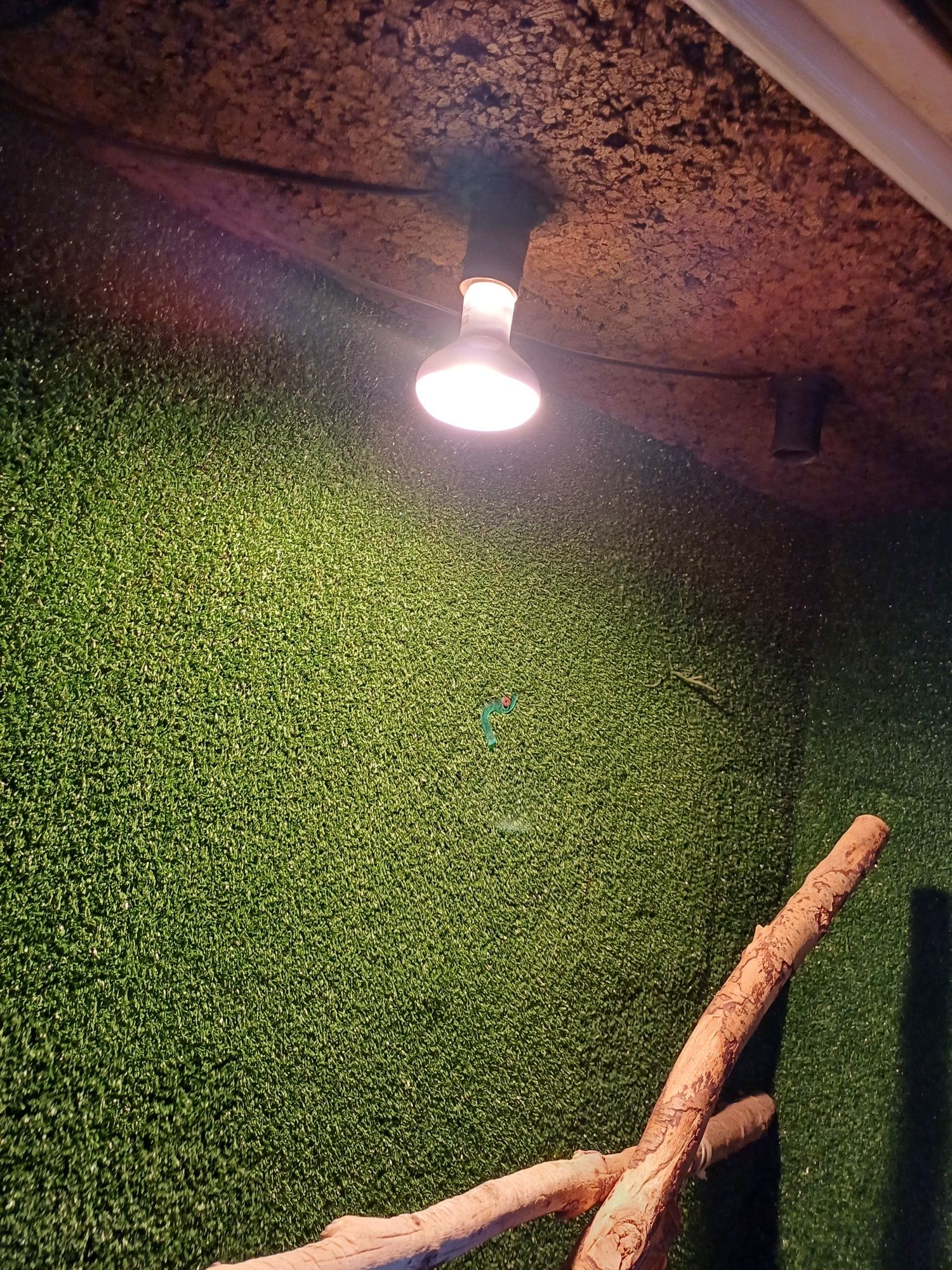 Terrarium Sprzedam
