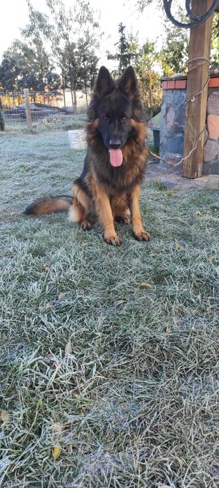 owczarek niemiecki na sprzedaż