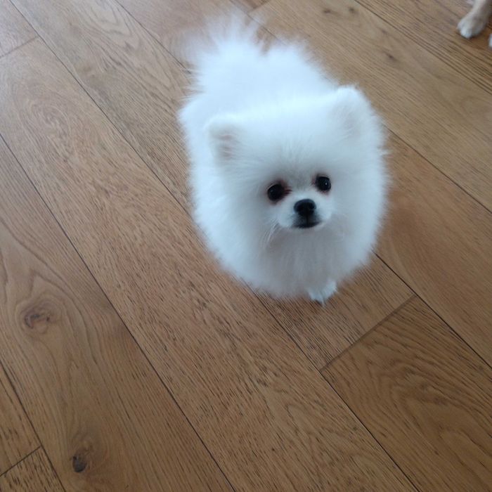 Szpic miniaturowy, pomeranian