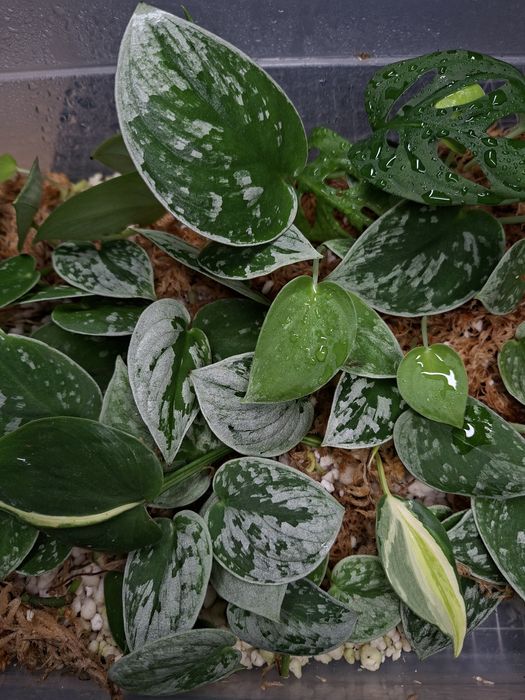 Scindapsus Silvery Ann